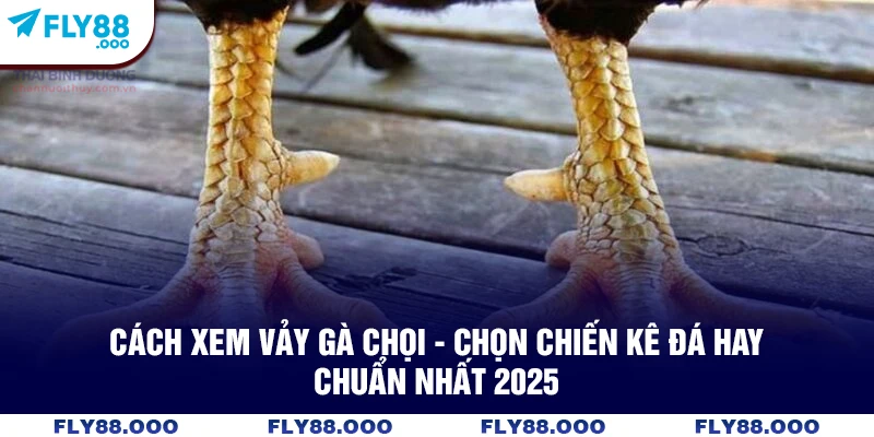 Cách Xem Vảy Gà Chọi – Chọn Chiến Kê Đá Hay Chuẩn Nhất 2025