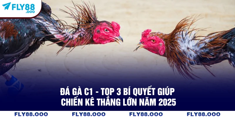Đá Gà C1 – Top 3 Bí Quyết Giúp Chiến Kê Thắng Lớn Năm 2025