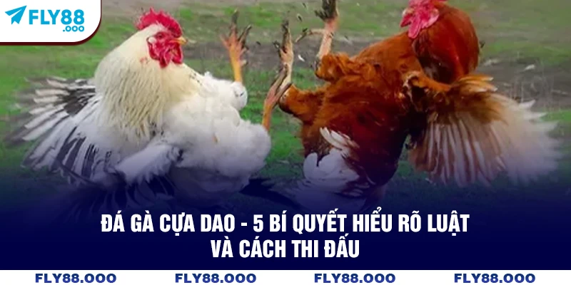 Đá Gà Cựa Dao  – 5 Bí Quyết Hiểu Rõ Luật Và Cách Thi Đấu