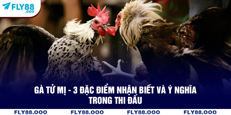Gà Tử Mị – 3 Đặc Điểm Nhận Biết Và Ý Nghĩa Trong Thi Đấu